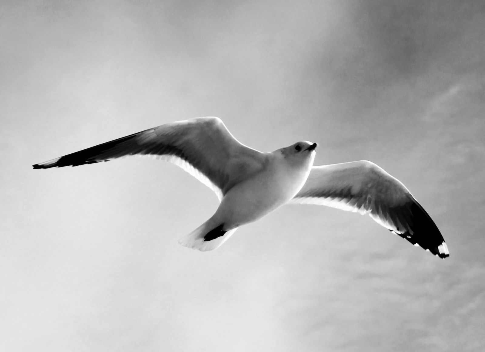 Black and White Seagull in Flight Over İstanbul · Free Stock Photo