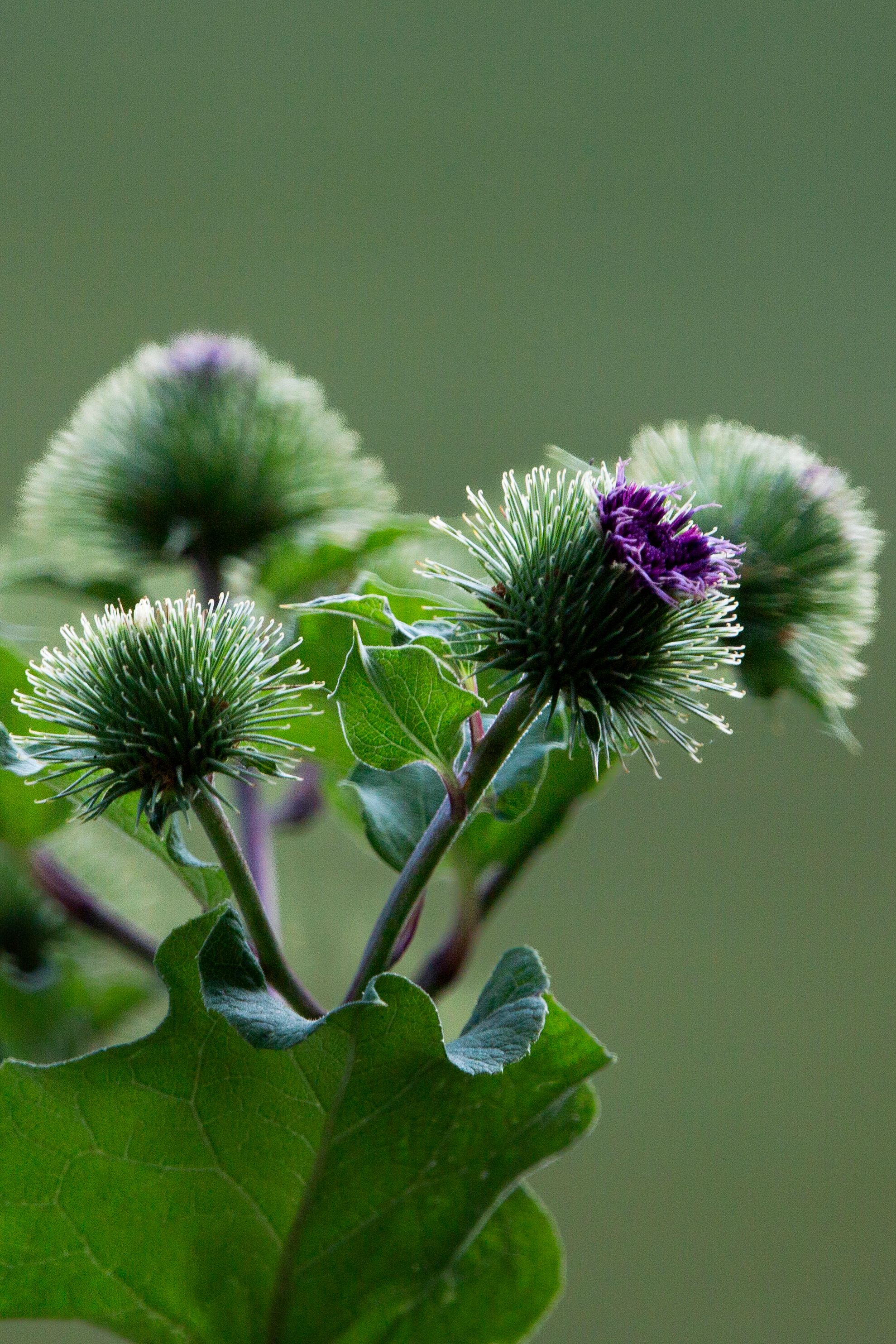 Close-Up of Burdock Plant in Bloom · Free Stock Photo