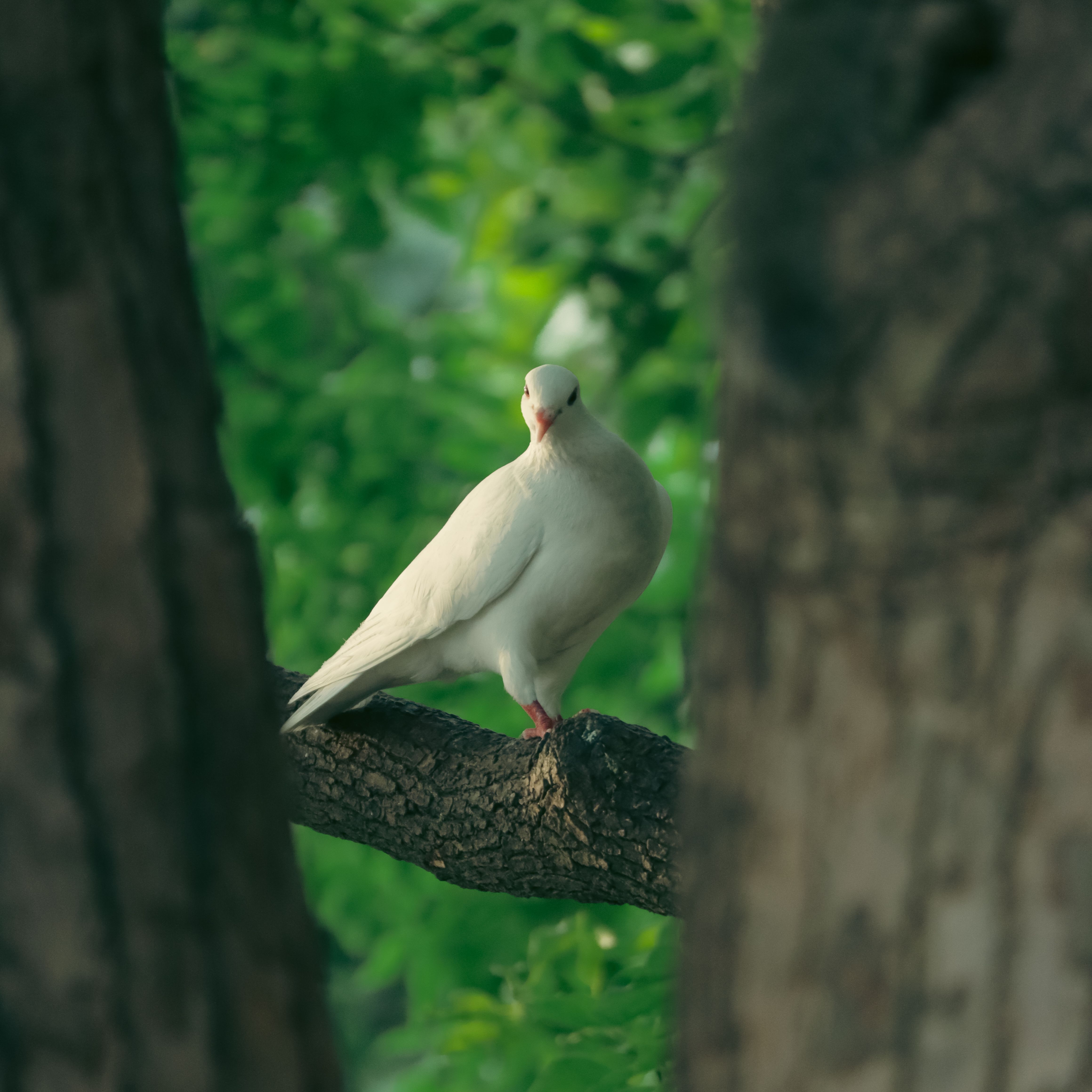 Fotomural Paloma blanca descansando en la rama de un árbol rodeada de exuberante vegetación, simbolizando paz y tranquilidad.