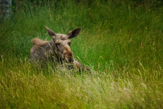 A serene scene of a moose relaxing in a lush green meadow during the daytime.