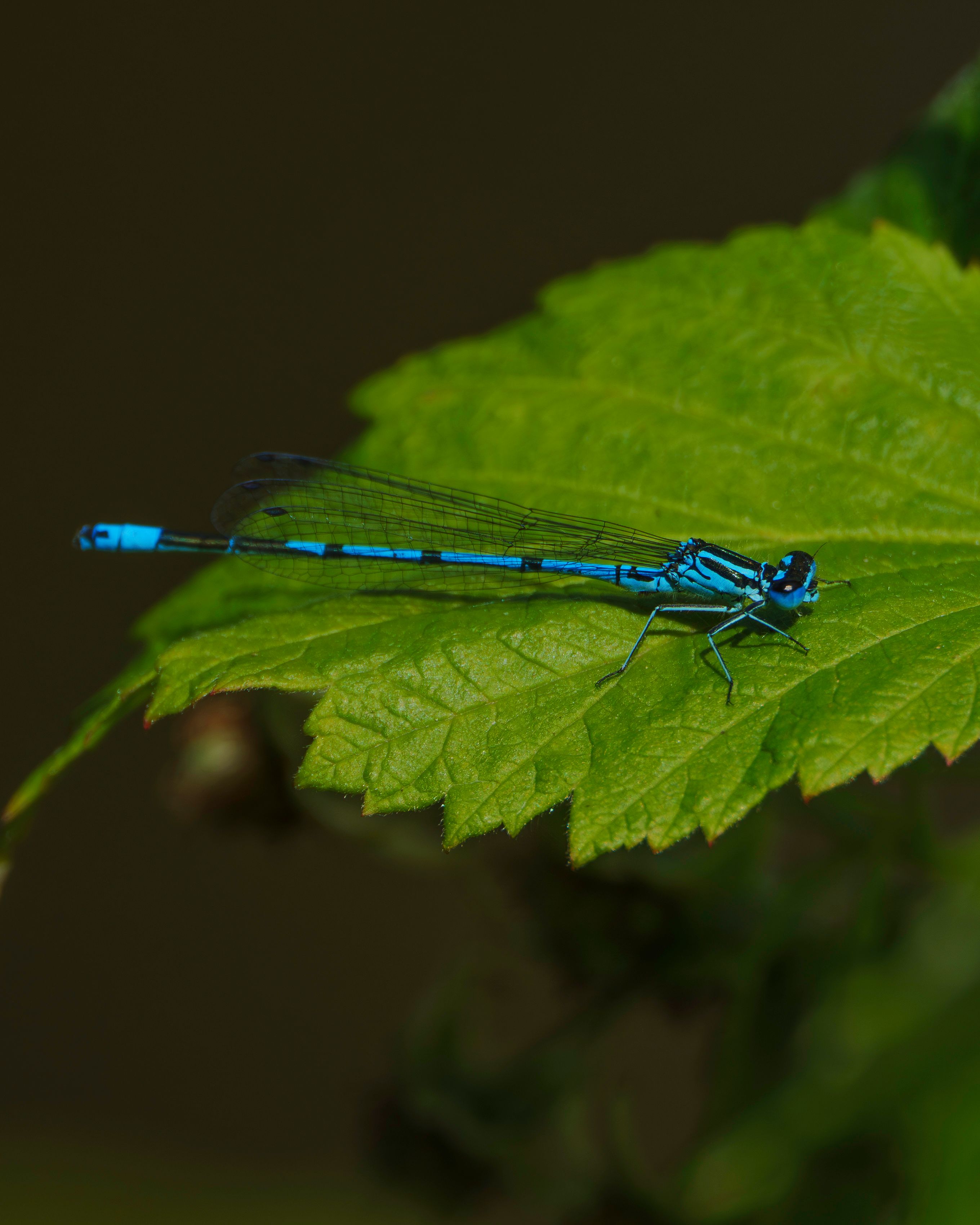 Close-up of Blue Damselfly Resting on Leaf · Free Stock Photo