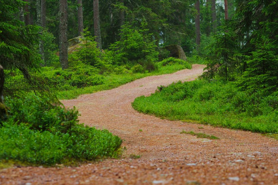 winding forest path fog
