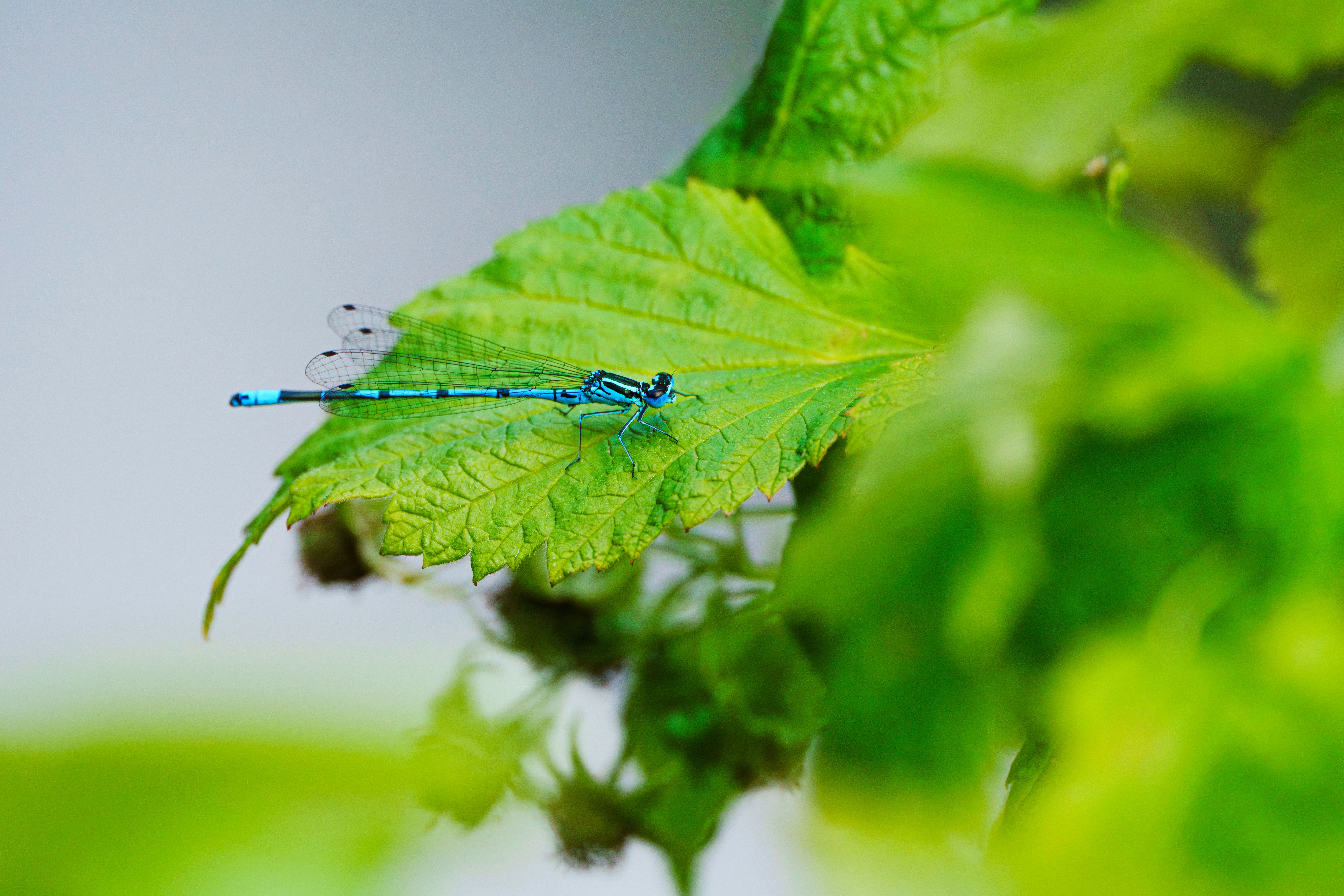Close-Up of Blue Damselfly Resting on Leaf · Free Stock Photo
