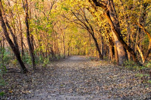 Free Tranquil forest path enveloped by colorful autumn foliage, creating a serene outdoor scene. Stock Photo