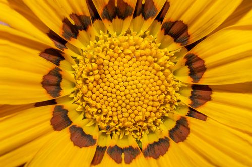 Free Detailed macro shot of a yellow Gazania flower showcasing its intricate petal patterns and vibrant colors. Stock Photo