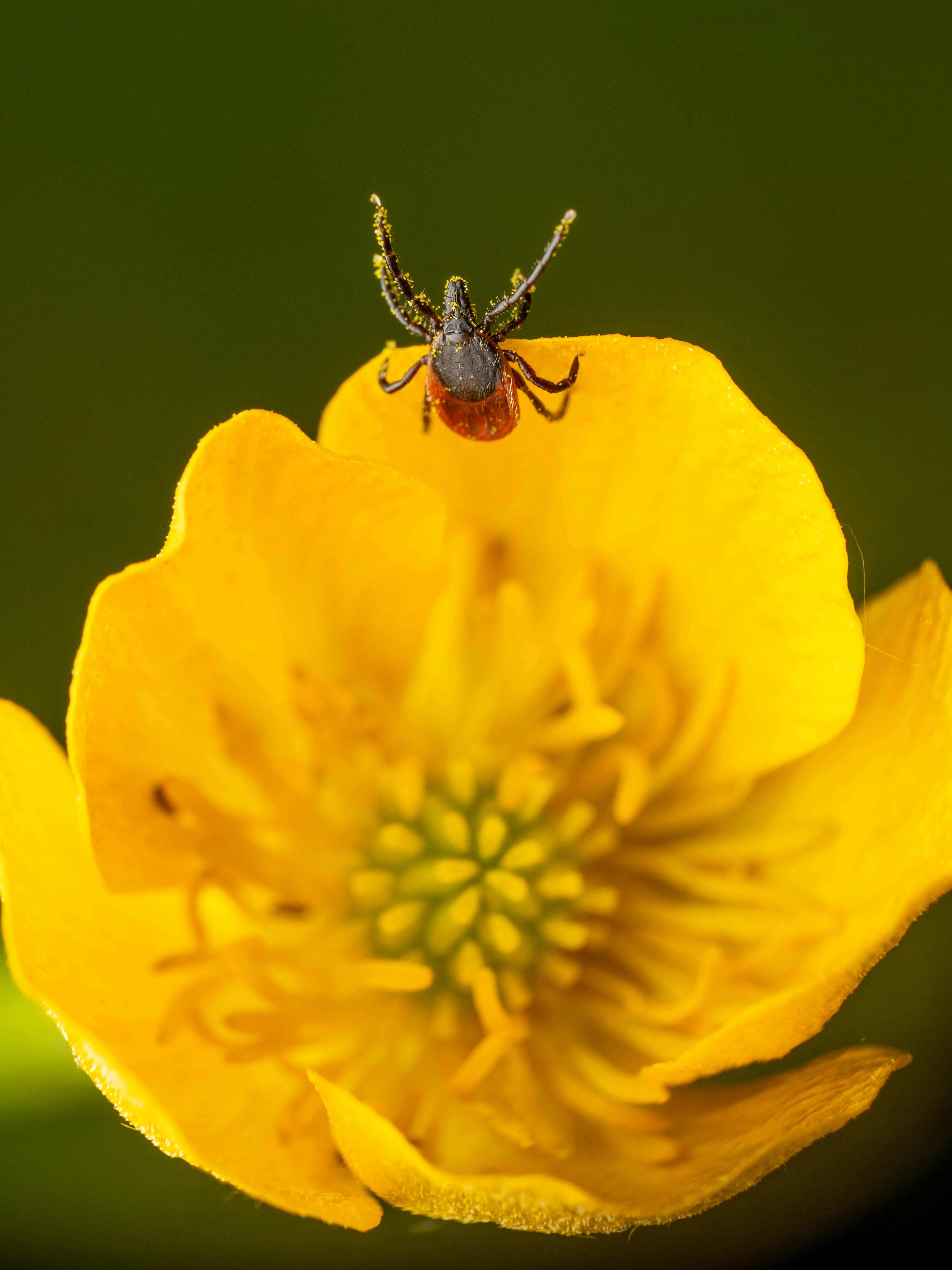 Detailed macro photograph of a tick resting on a vibrant yellow flower against a natural green background.