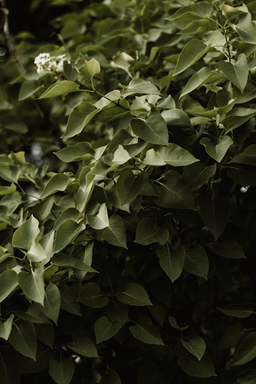 Selective Focus Photography of Green-leafed Plant