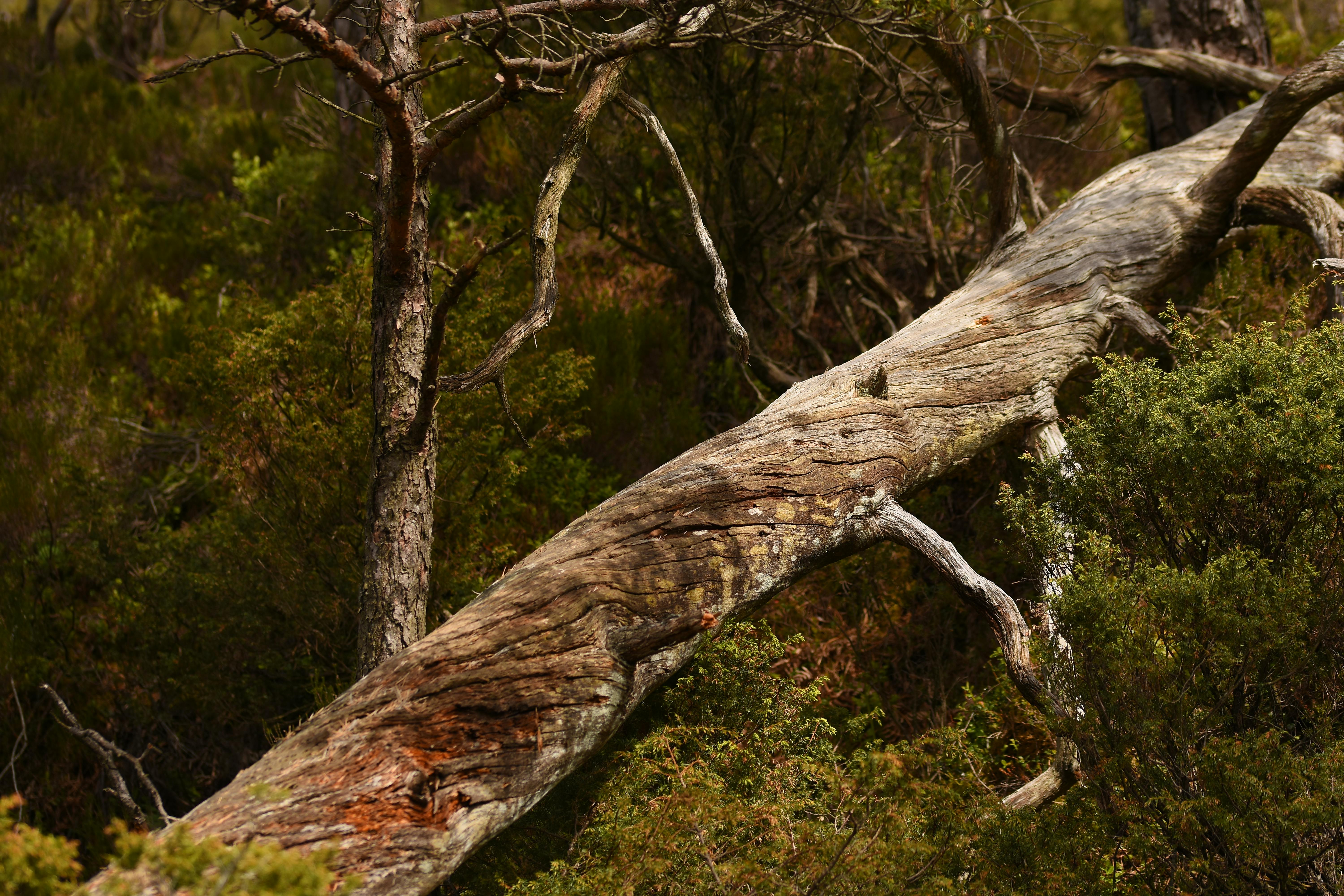 Fallen Tree in Fitjar Forest, Norway · Free Stock Photo