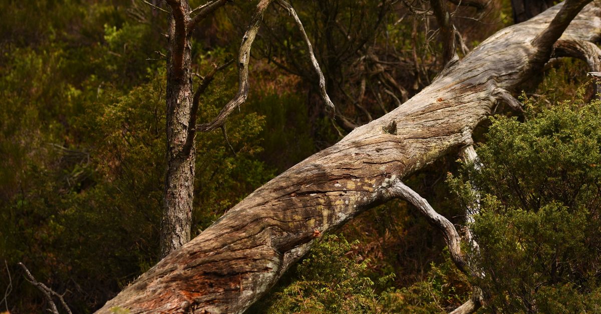 Fallen Tree in Fitjar Forest, Norway · Free Stock Photo