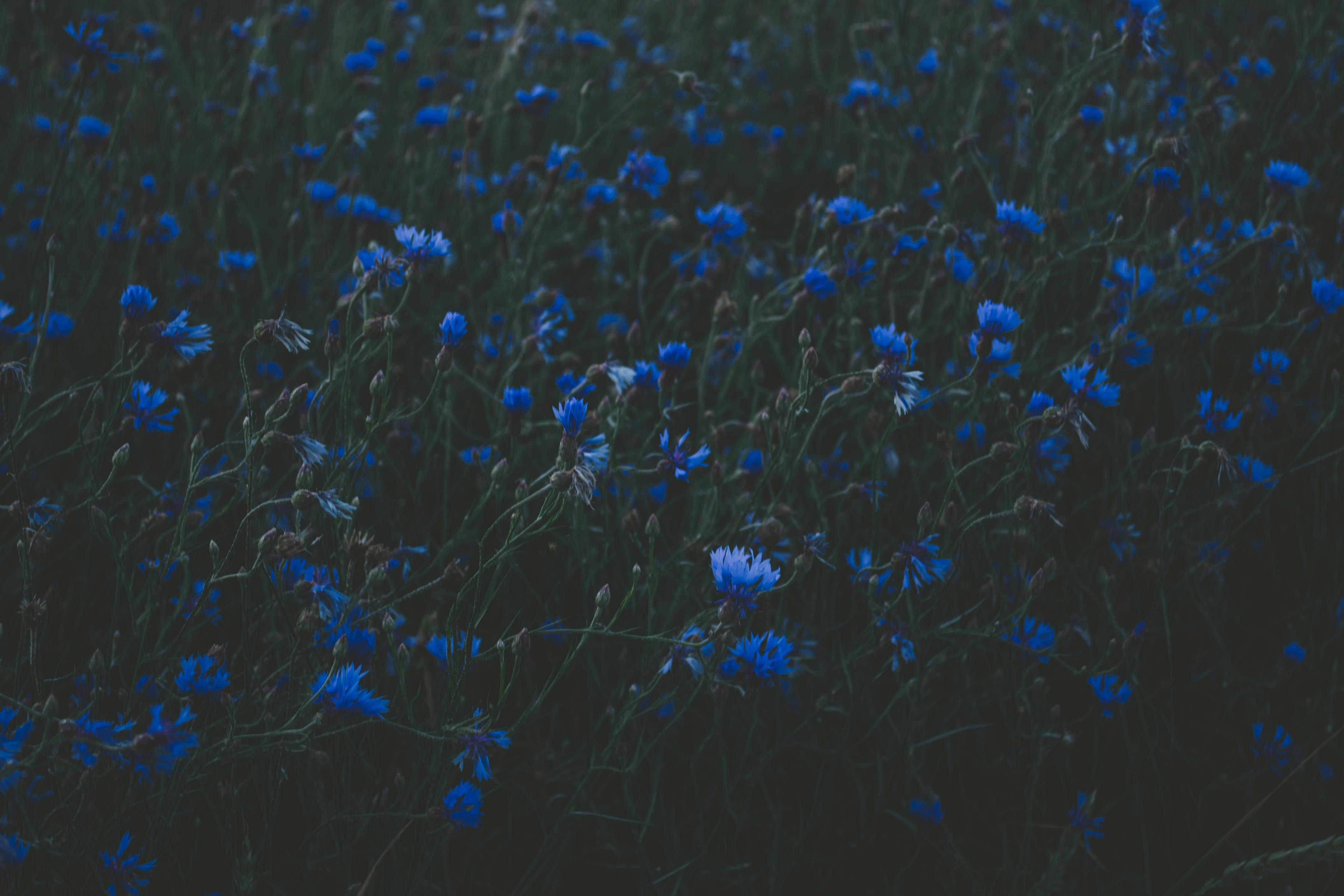 Free stock photo of airplane, asters, atmospheric
