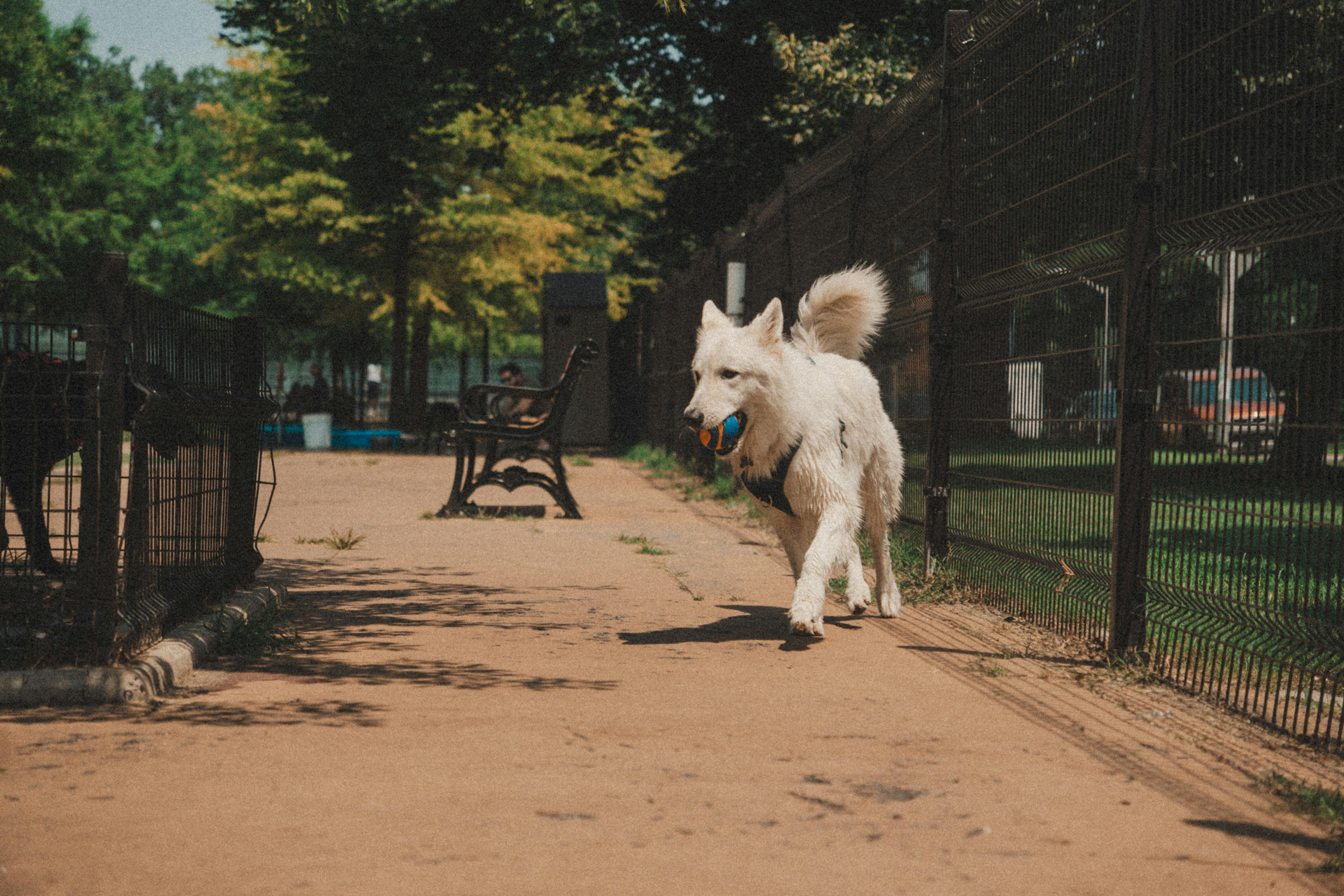 rooftop dog park - Apartments for pet owners