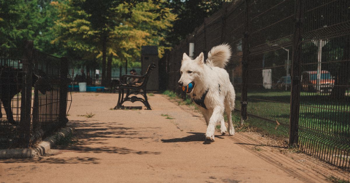 Benefits of Socializing Your Pets with Others
