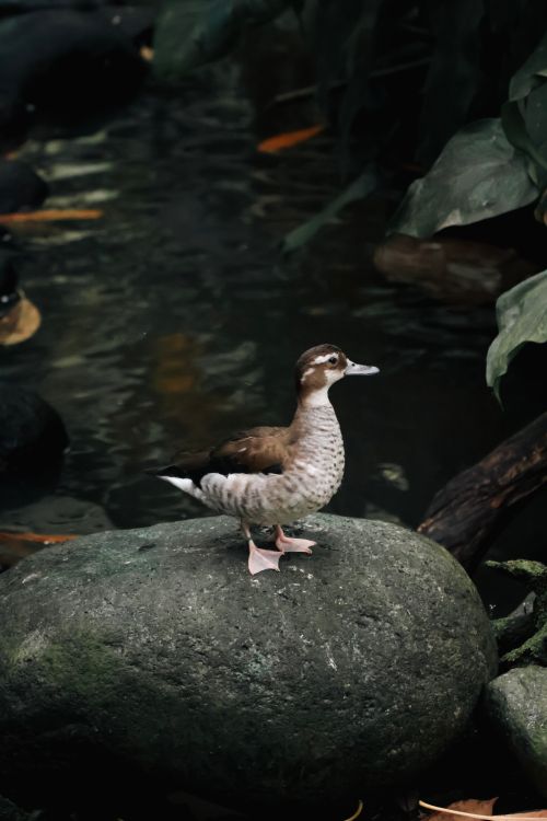 Free A serene scene of a duck perched on a rock by a pond in Bali's lush greenery. Stock Photo