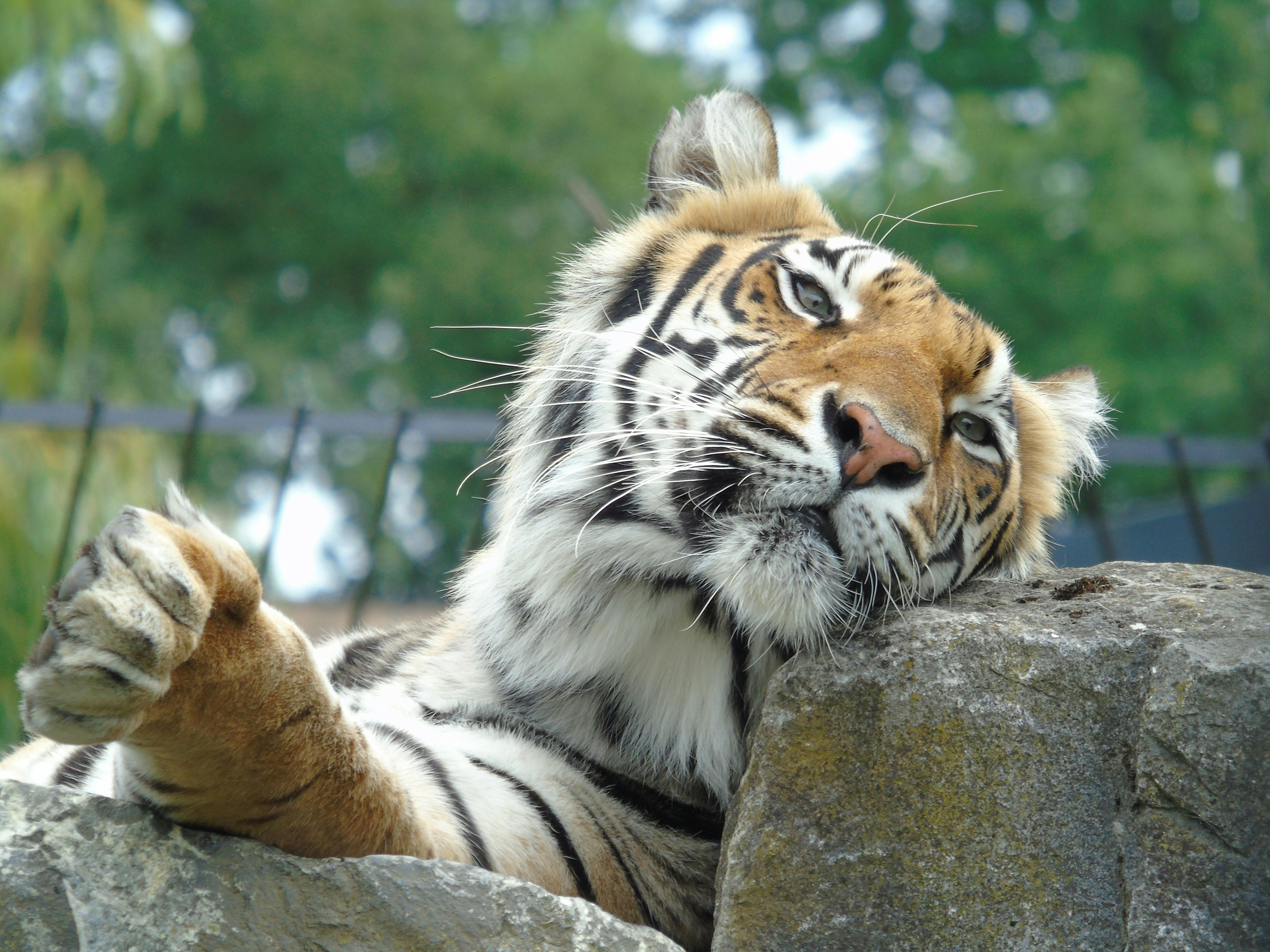 A Bengal tiger lounging on a rock with a calm expression, surrounded by greenery in a natural setting.