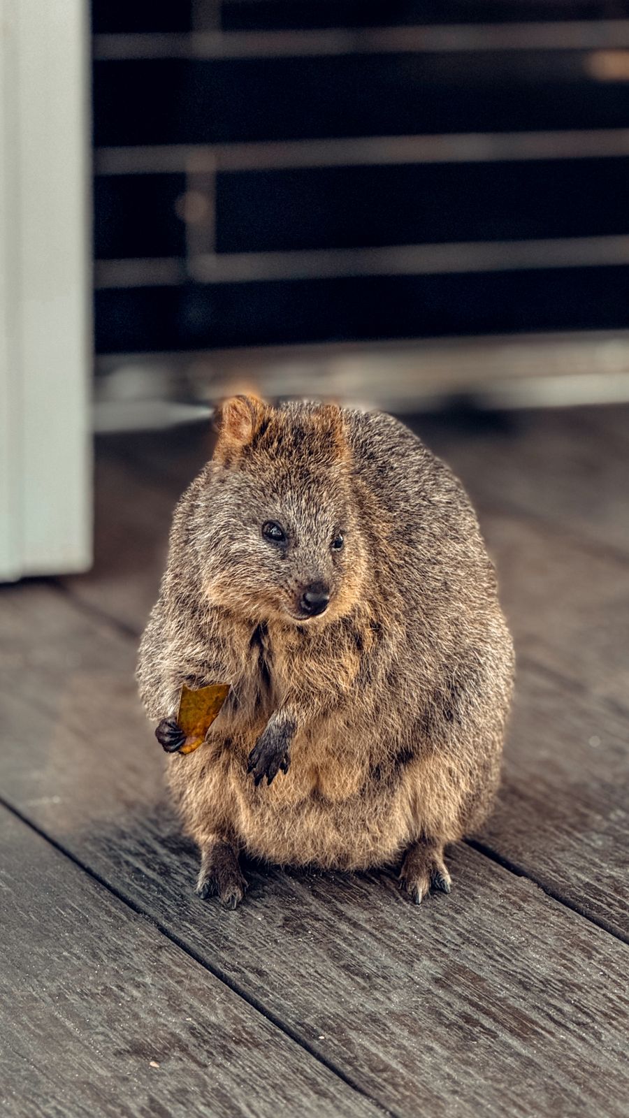 A quokka on Rottnest Island, Western Australia