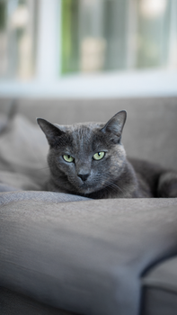 cat photo