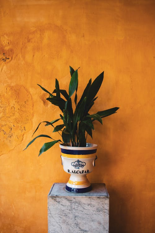 Green-leafed Potted Plant