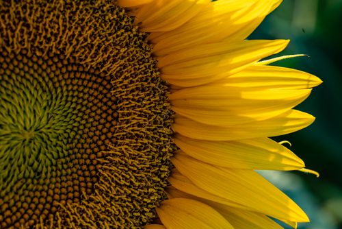 Free A detailed close-up of a vibrant sunflower showcasing petals and spiraling seeds under the sun. Stock Photo