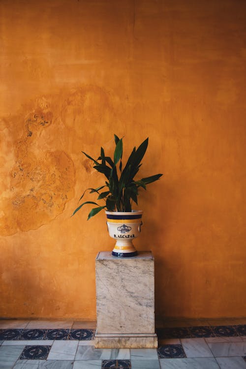 Green-leafed Plant in White and Yellow Pot