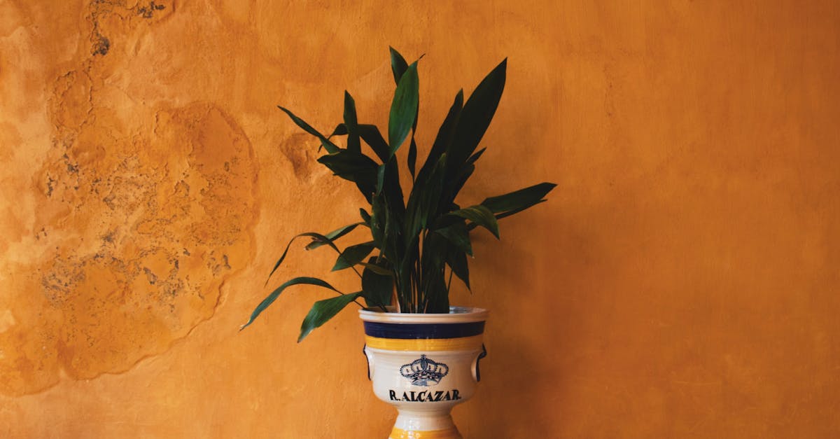 How to grow green onions in a pot
