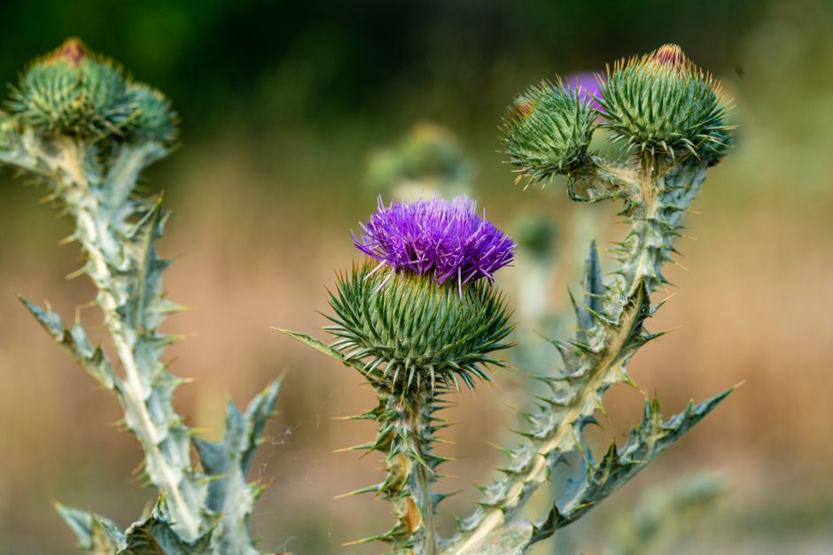 milk_thistle_supplement