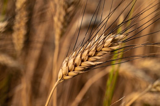 Golden barley field close-up with focus on ripe ear. Captures the essence of agriculture in Slovakia.