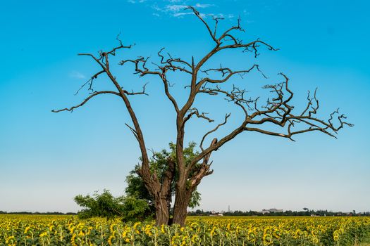 A panoramic view of a dramatic tree in a vibrant sunflower field under a clear blue sky in Galanta, Slovakia.