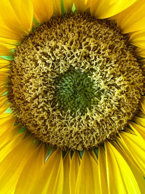 Free Detailed close-up of a vibrant yellow sunflower in full bloom showcasing intricate patterns. Stock Photo