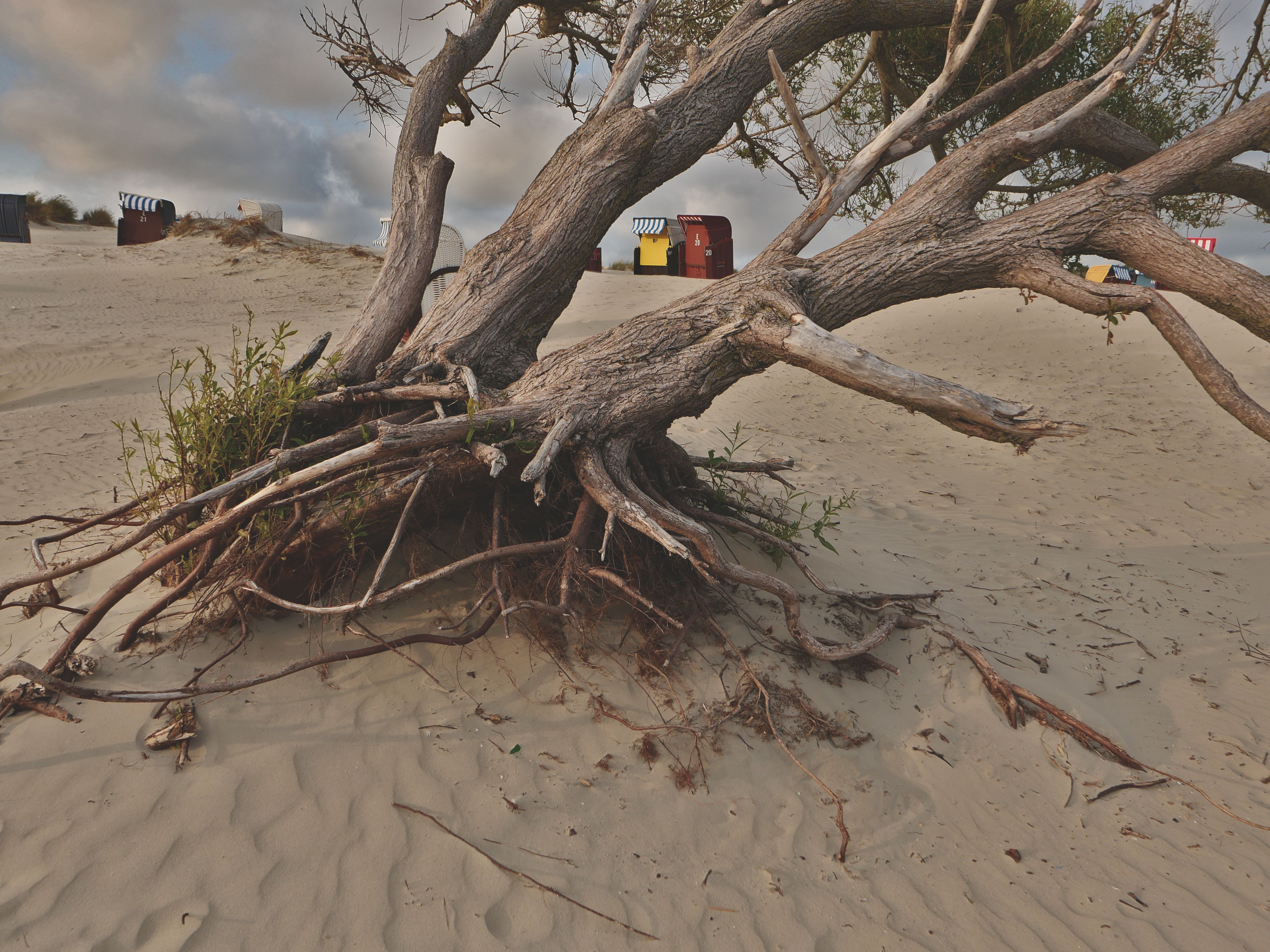 leaning tree with visible root upheaval and structural instability - emergency fallen tree removal