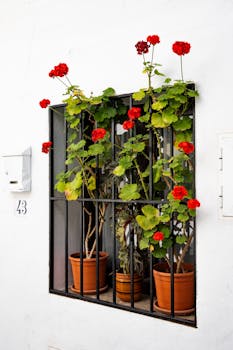 Vibrant red geraniums in pots adorn a traditional Spanish whitewashed window in Frigiliana, Andalusia.