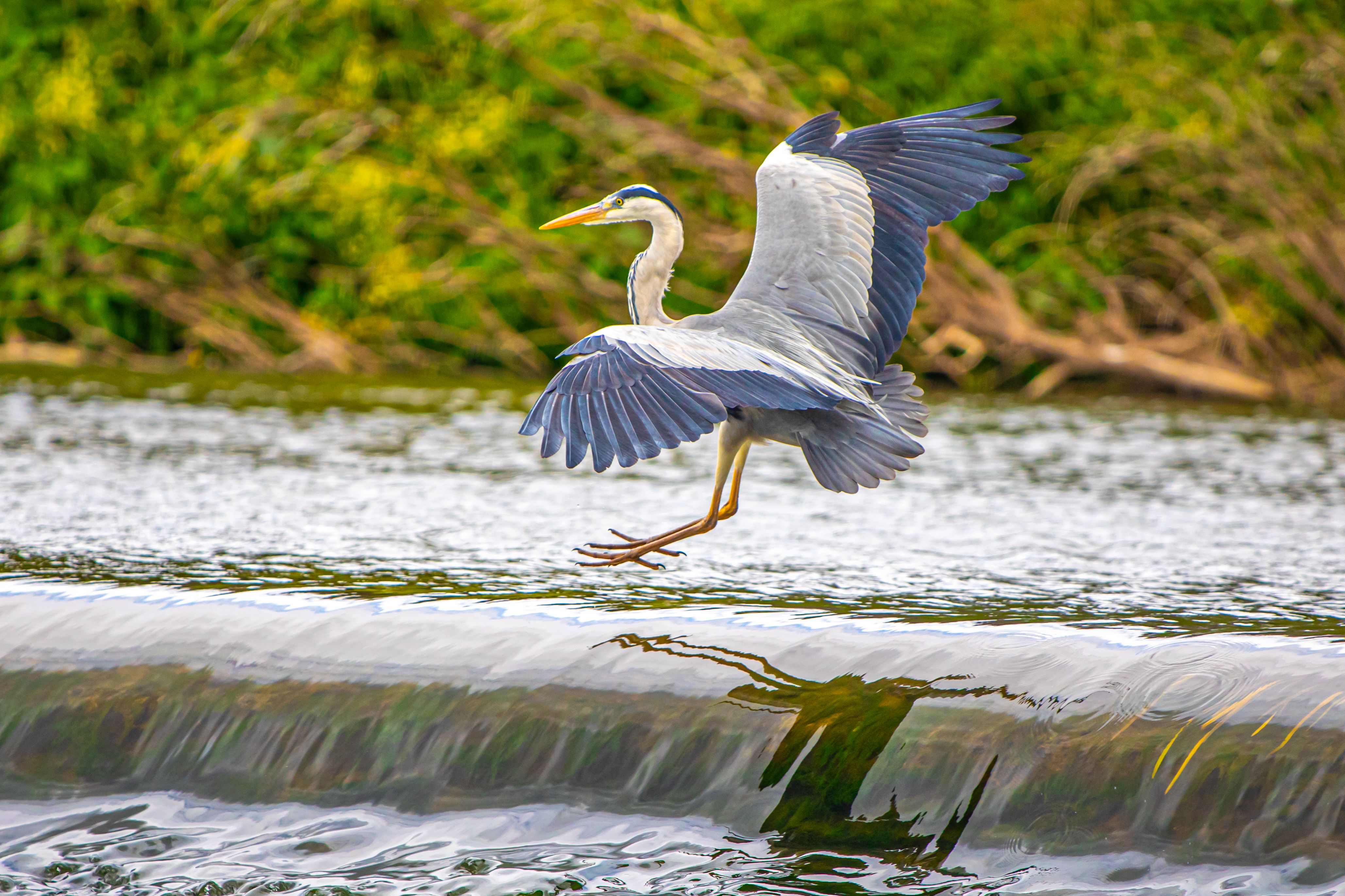 A stunning grey heron captured mid-flight over a flowing river in Tewkesbury, England, showcasing nature's elegance.