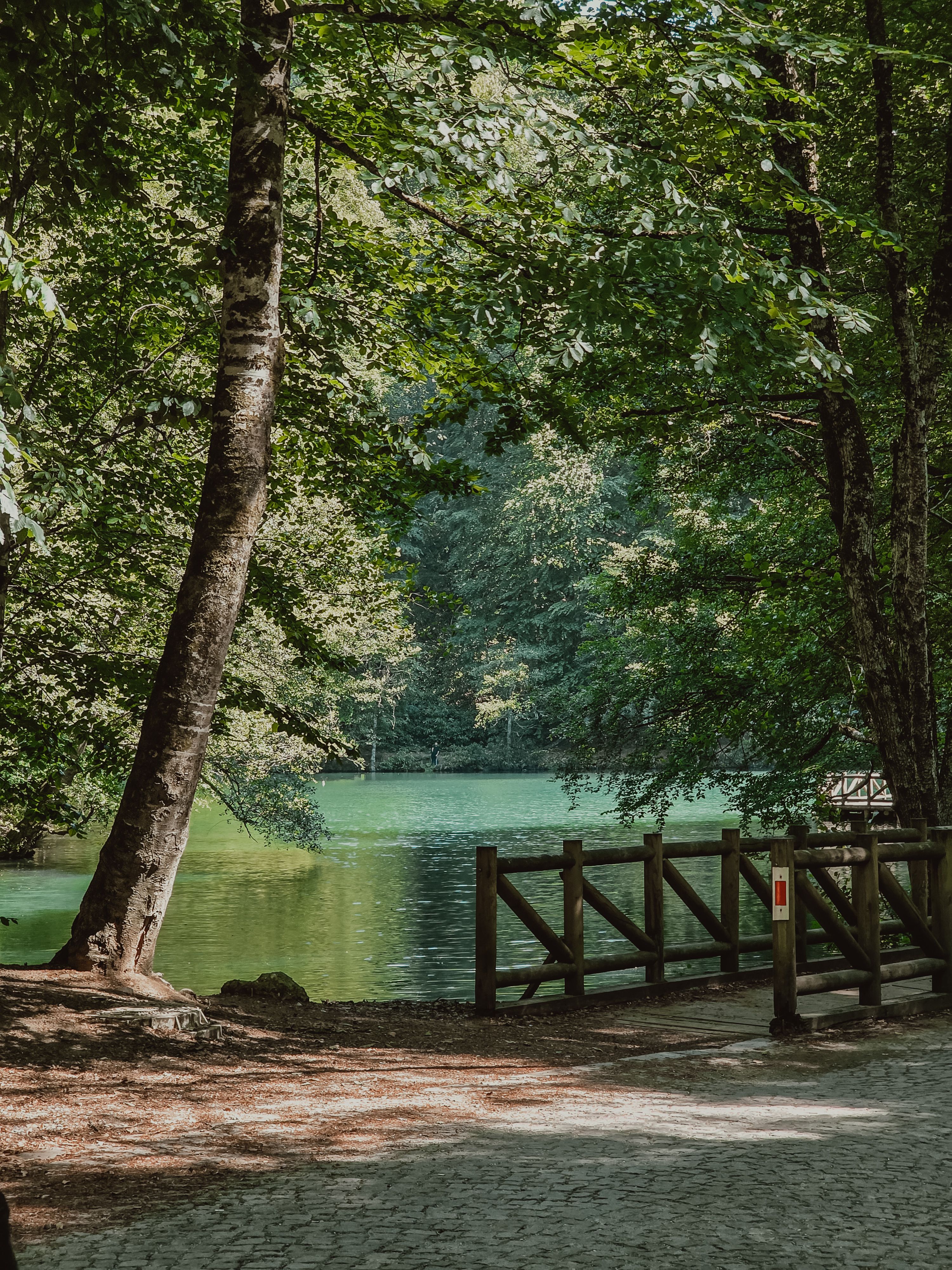 Serene Forest Pathway by a Tranquil Lake · Free Stock Photo
