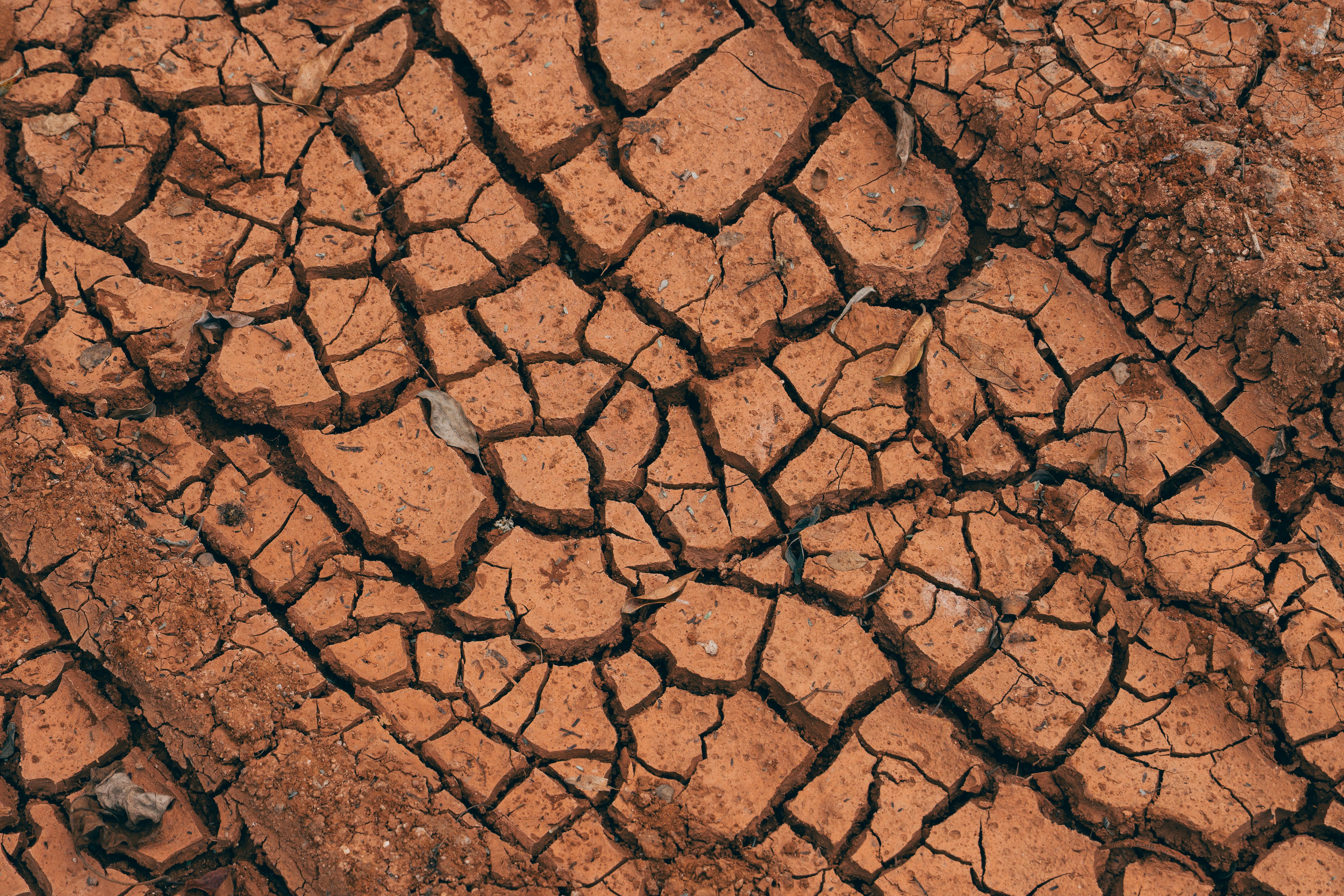 cracked clay soil surface after rain in UK garden