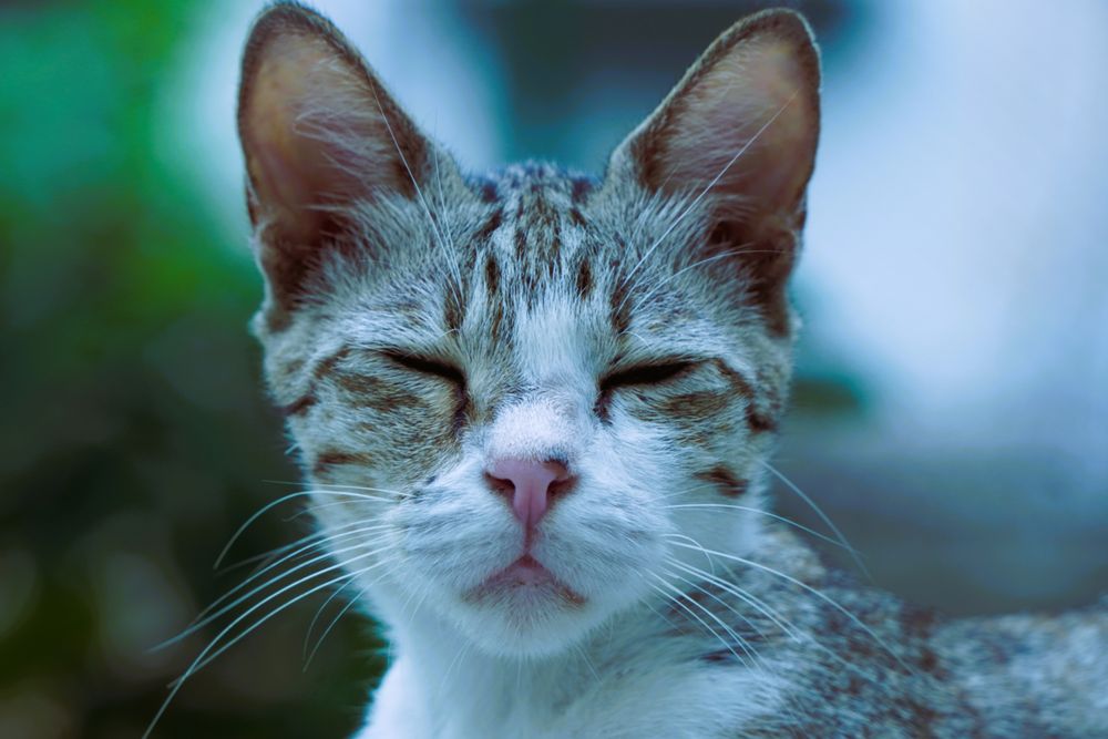 Relaxed tabby cat with eyes closed