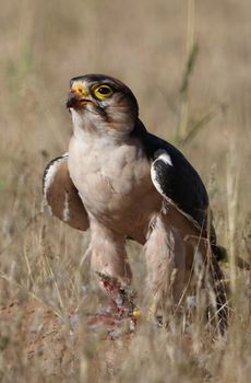 A red-necked falcon (Falco chicquera) in its natural grassland habitat, Botswana.