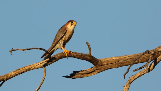 Red-necked falcon (Falco chicquera) perched on a dry branch against blue sky, captured in natural habitat.