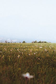 A serene meadow filled with spring wildflowers under a misty sky, capturing nature's tranquility.