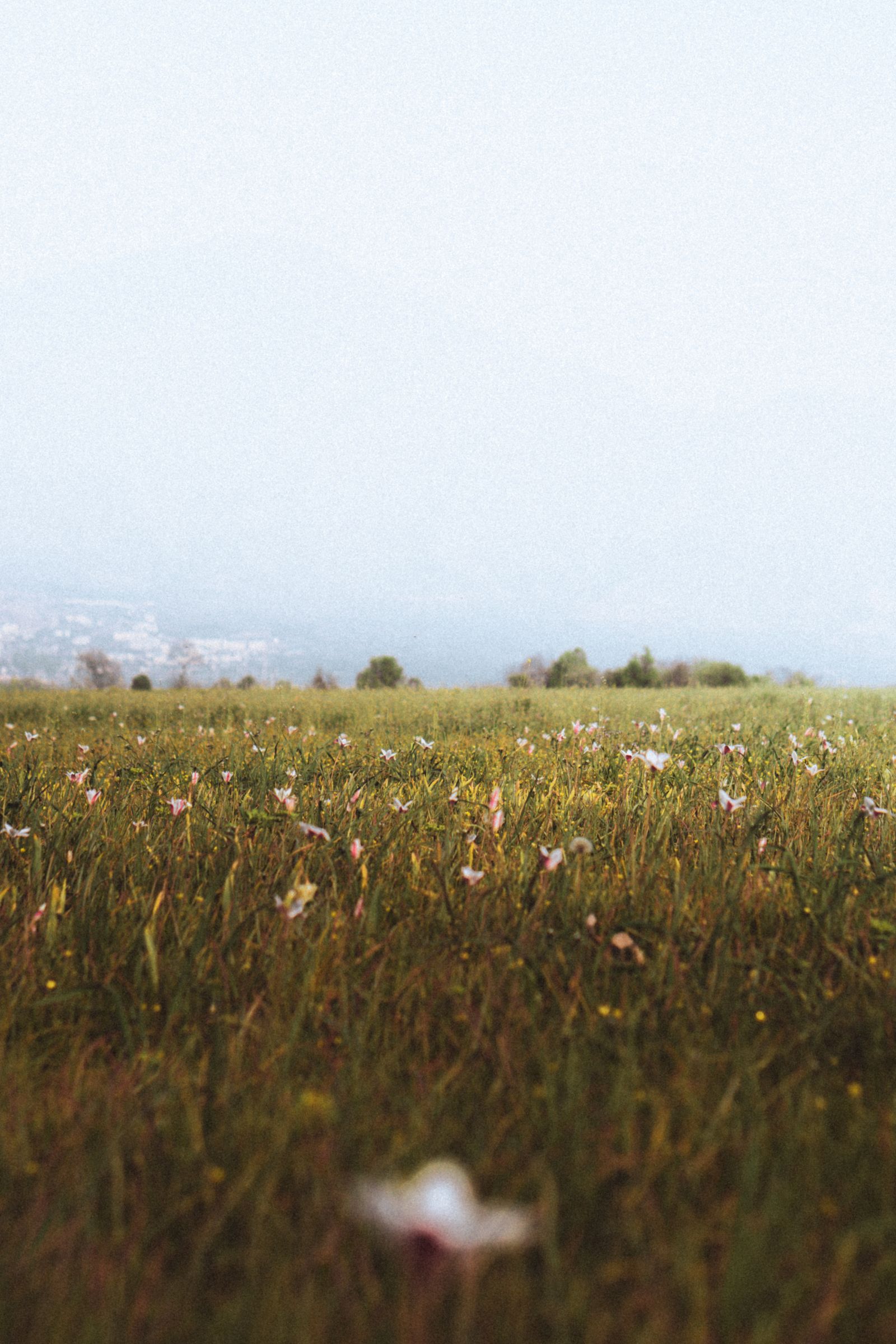dreamy meadow with spring wildflowers from Pexels