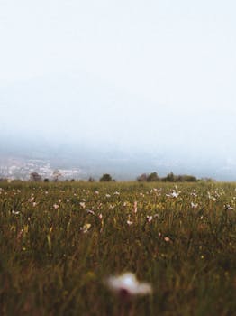 Explore the tranquility of a misty field with delicate wildflowers under a soft sky.