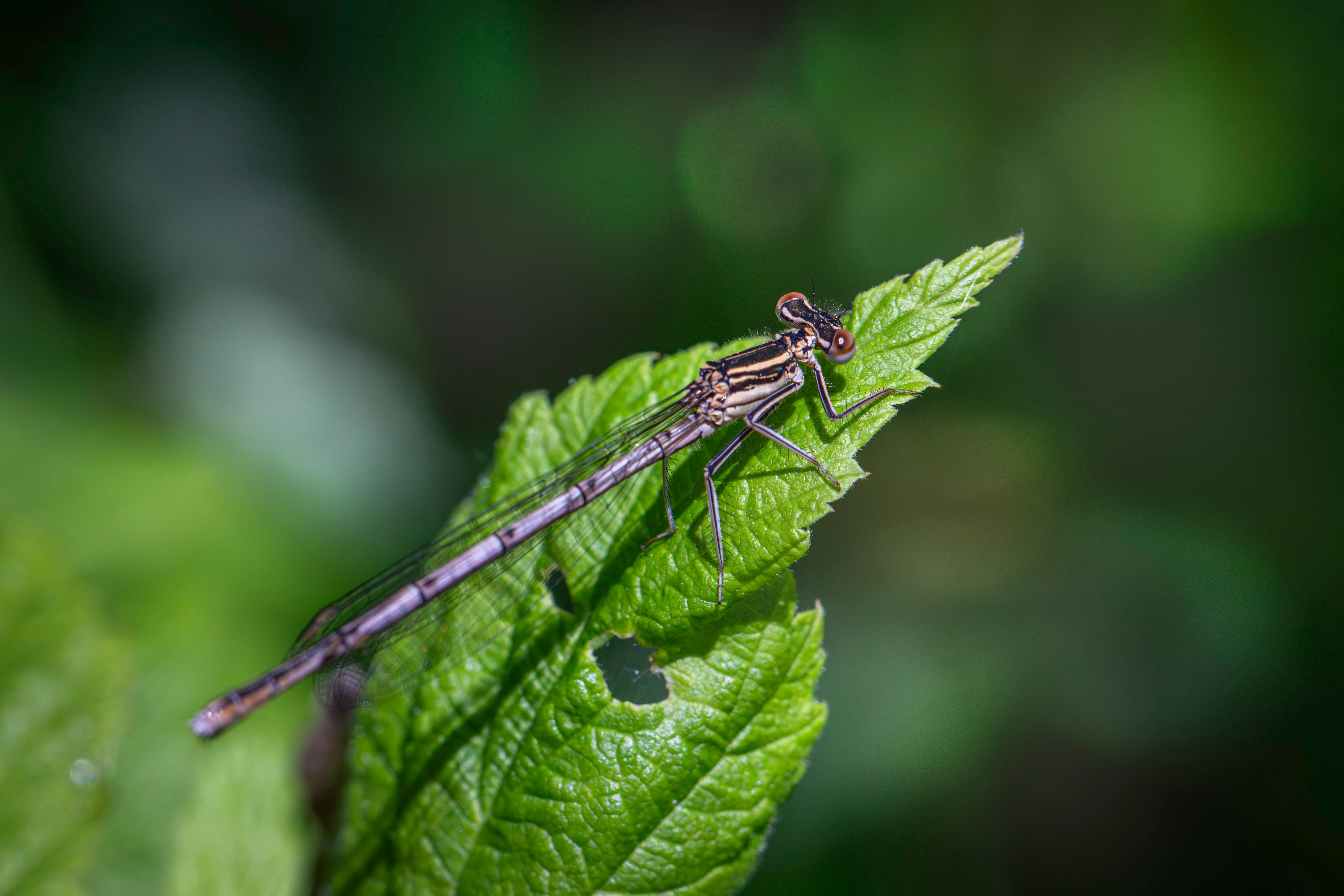 Close-up of a Damselfly on a Leaf · Free Stock Photo