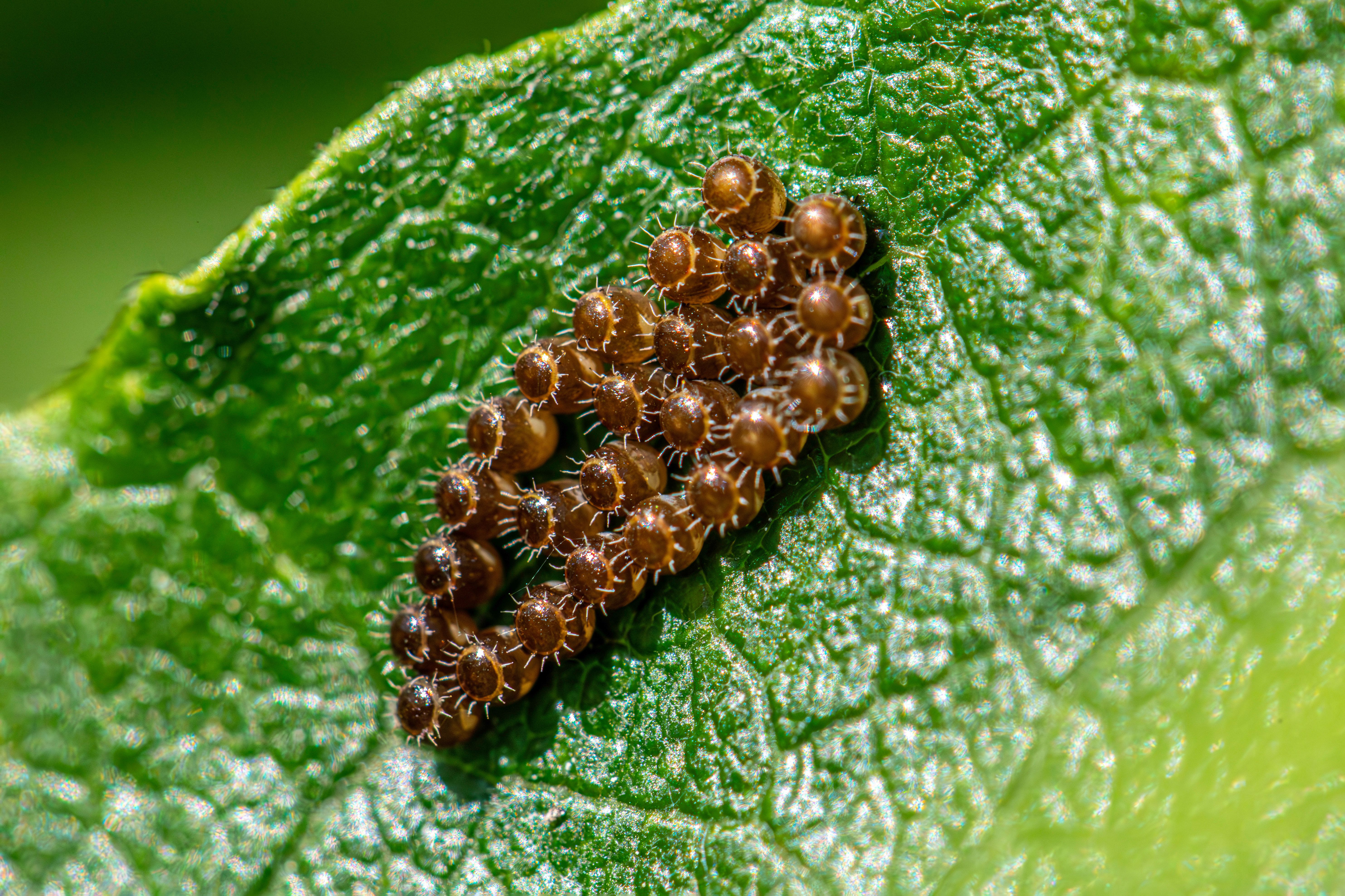 Detailed macro photo of brown insect eggs clustered on a vibrant green leaf in spring.