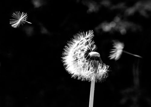 Free A dramatic black and white photo of dandelion seeds blowing away in the wind. Stock Photo