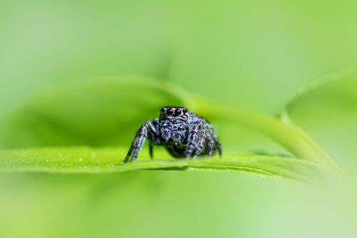 Free Macro shot of a jumping spider (Evarcha falcata) on a green leaf, showcasing vivid details. Stock Photo
