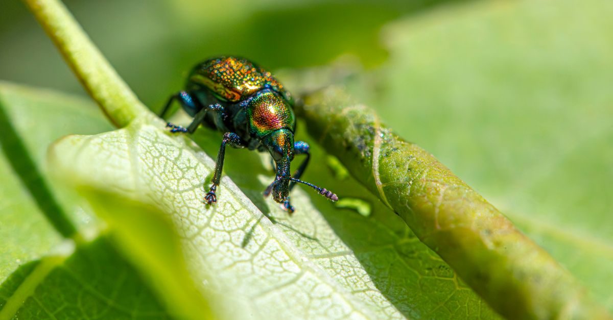 Photo by Erik Karits A vibrant beetle on a lush green leaf, highlighting insect diversity in nature.