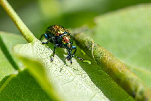 Remedii naturale pentru combaterea dăunătorilor în casă și curte
