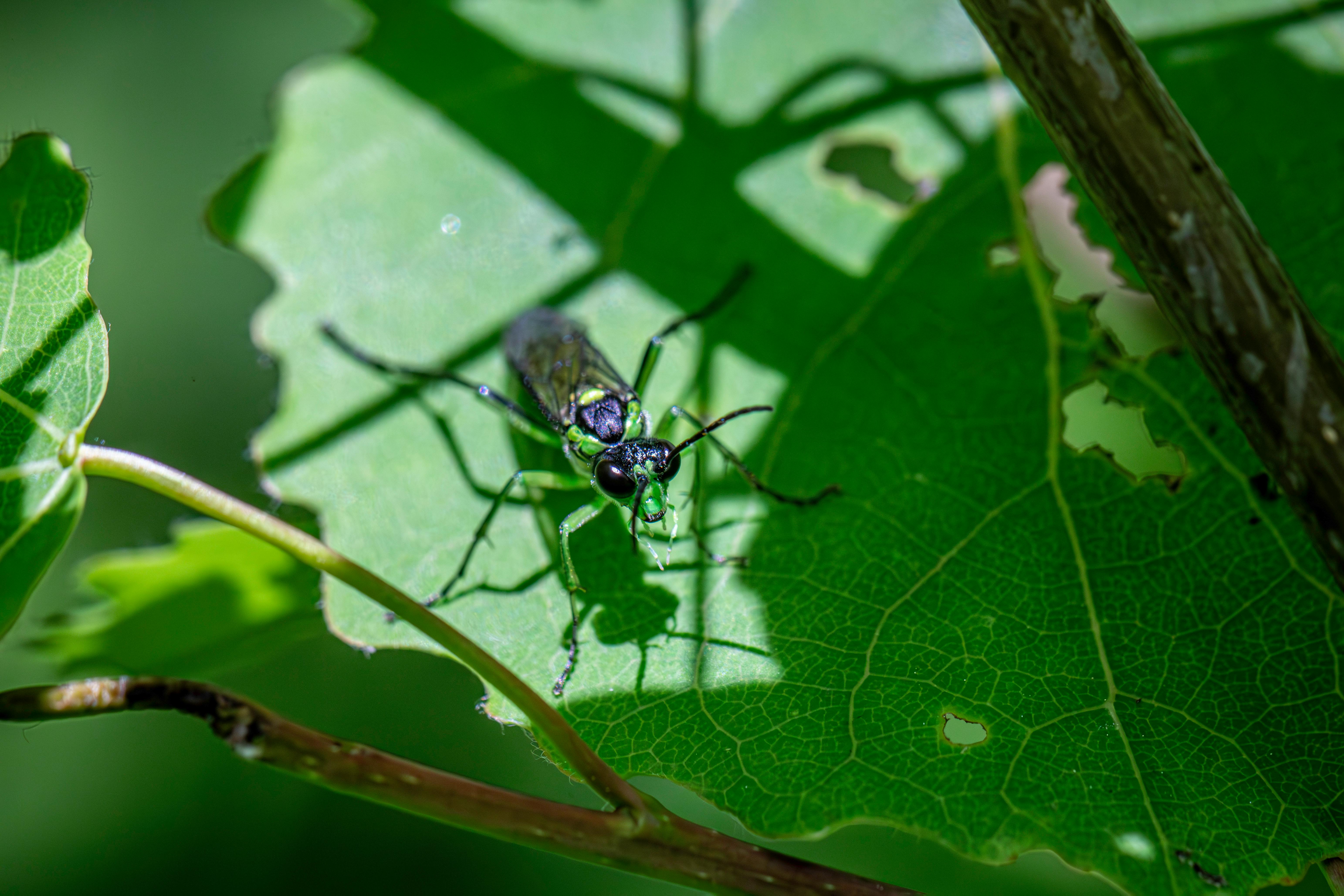 Close-up of a green sawfly resting on a leaf in its natural outdoor setting.
