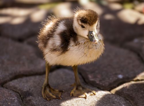 Free Close-up of a fluffy baby duckling standing on sunlit pavement outdoors. Stock Photo