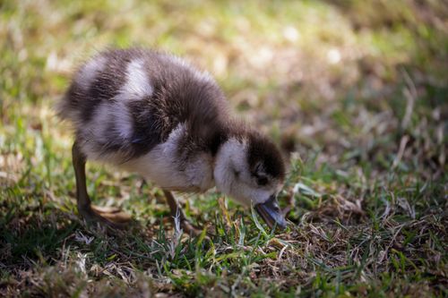 Free A cute duckling explores the grassy outdoor setting, capturing the essence of springtime charm. Stock Photo