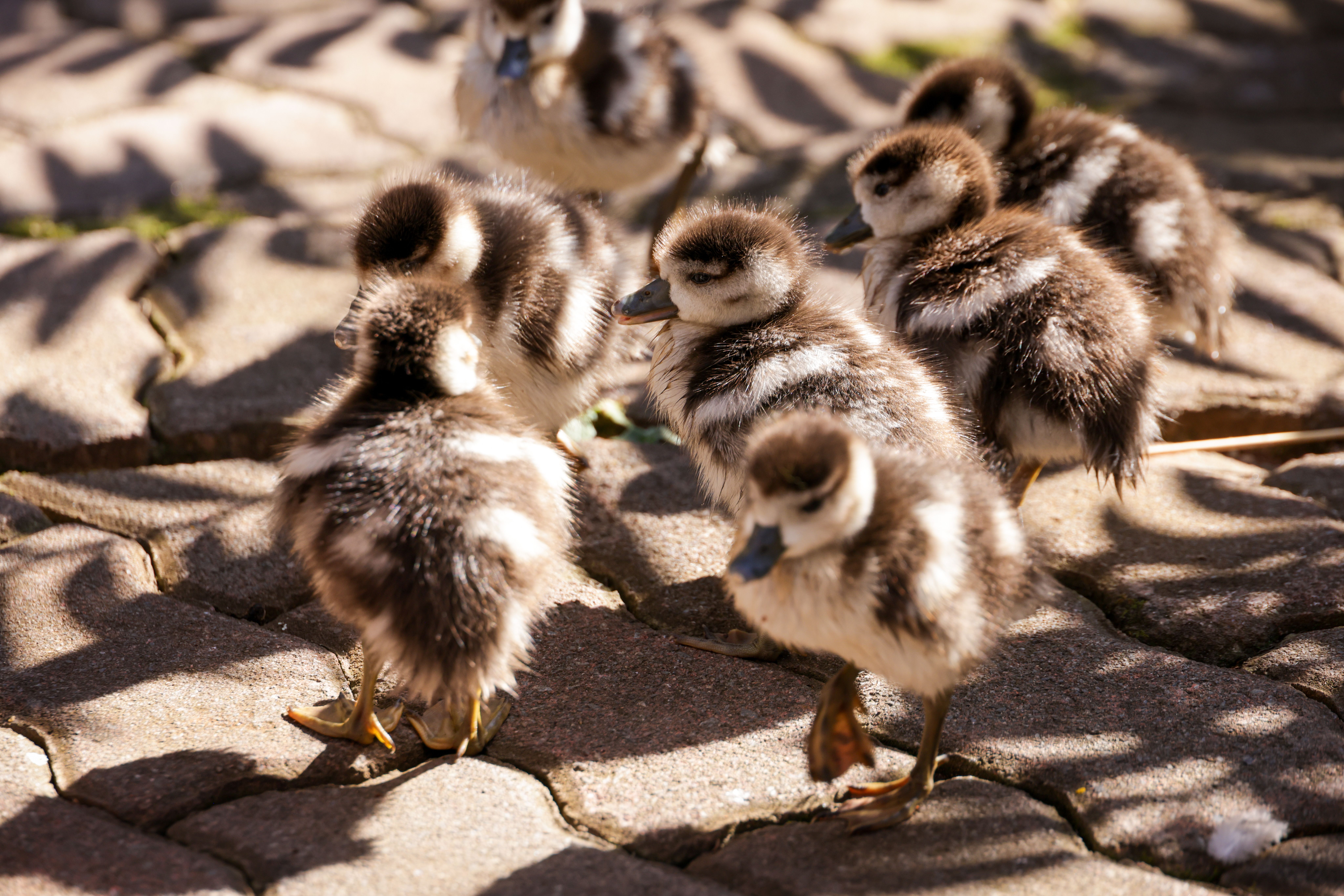 A group of cute ducklings exploring a sunlit paved path.