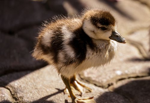 Free Adorable baby duckling standing on a stone path, enjoying sunlight. Stock Photo